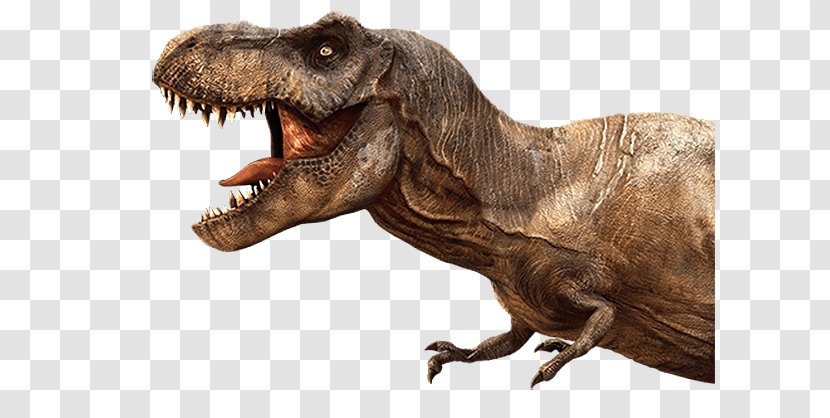 Tyrannosaurus Zoo Tycoon: Dinosaur Digs Velociraptor Allosaurus Spinosaurus - Terrestrial Animal Transparent PNG