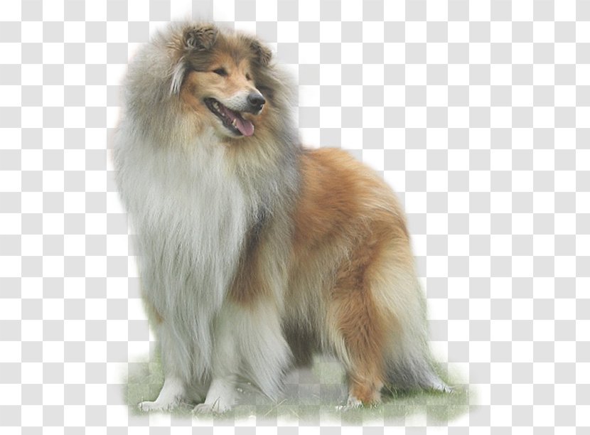 Rough Collie Shetland Sheepdog Icelandic German Spitz Mittel Dog Breed Transparent PNG