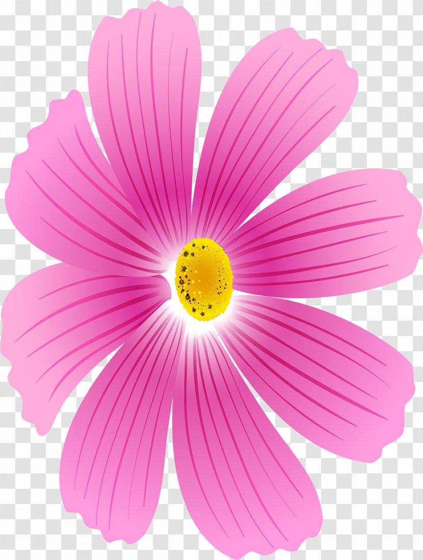 Daisy Family Magenta Annual Plant Purple Flower - Cosmos Transparent PNG