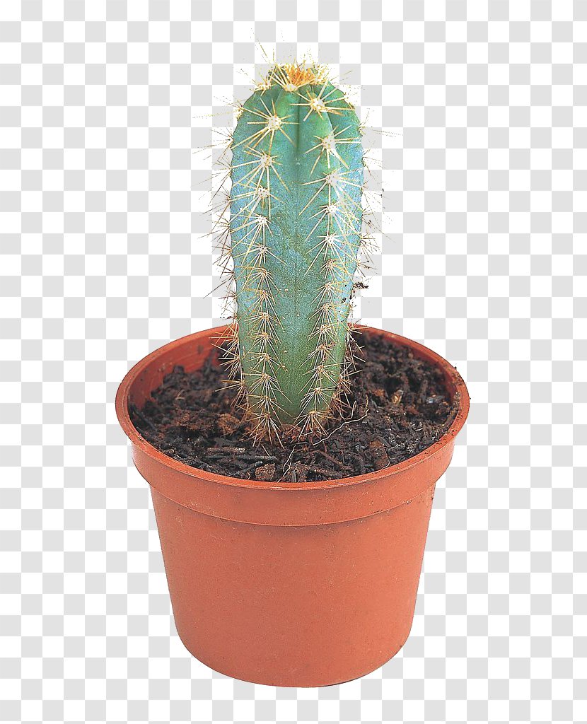Cactaceae Opuntia Stricta Aloe Vera Succulent Plant Flowerpot - Echinocactus Grusonii - Potted Cactus Transparent PNG