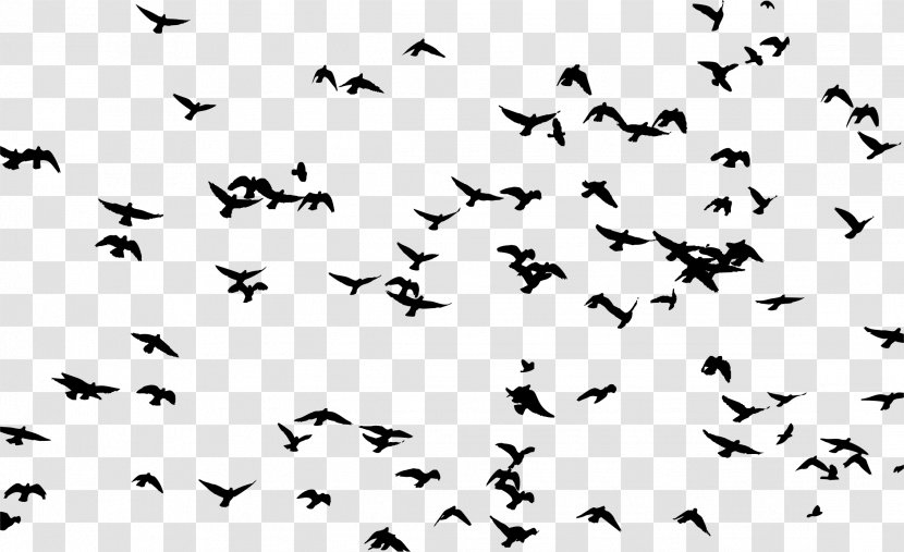 Bird Flock Silhouette Clip Art - Black And White - Distant Transparent PNG