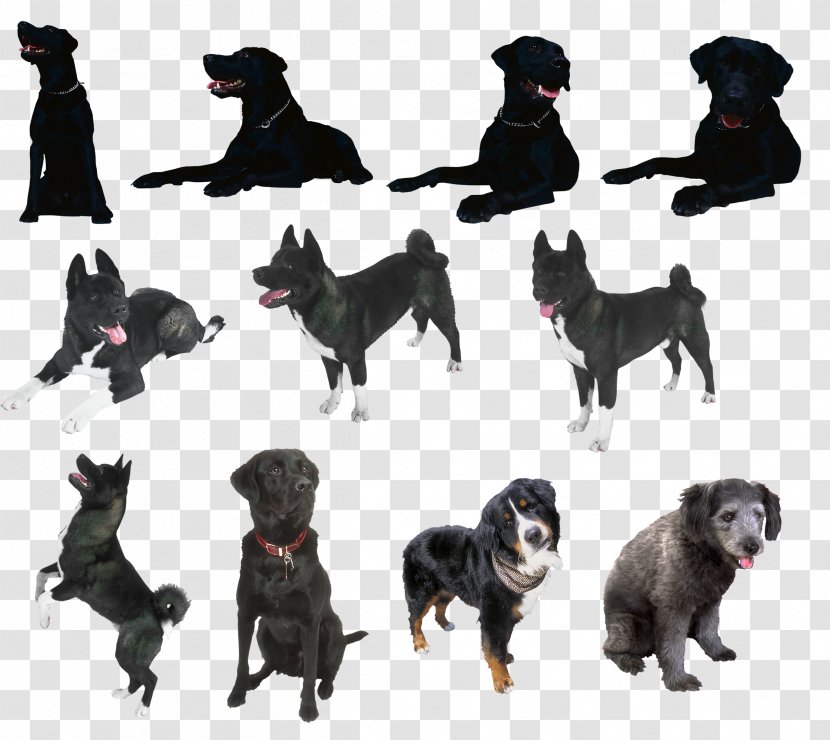 Schipperke German Shepherd Sporting Group Dog Breed Clip Art - Picture Material Transparent PNG