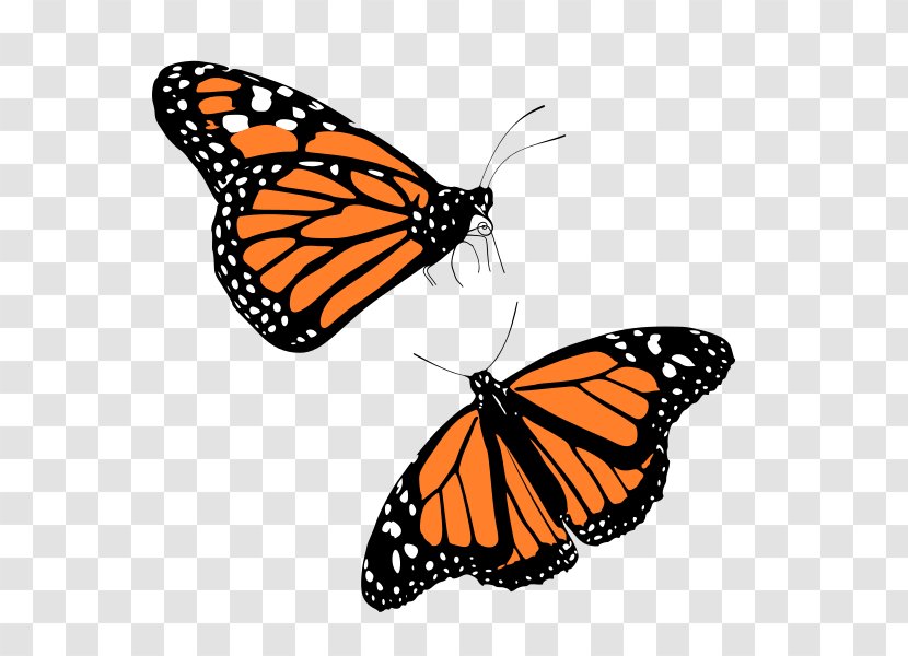 Monarch Butterfly Clip Art - Migration Transparent PNG