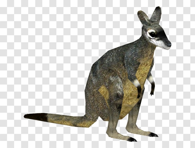 Zoo Tycoon 2 Macropodidae Musky Rat-kangaroo Wallaby - Ratkangaroo - Western Transparent PNG