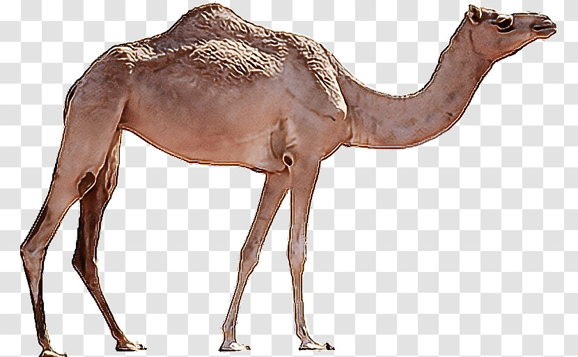 Dromedary Cartoon Drawing Bactrian Camel Desert Transparent PNG