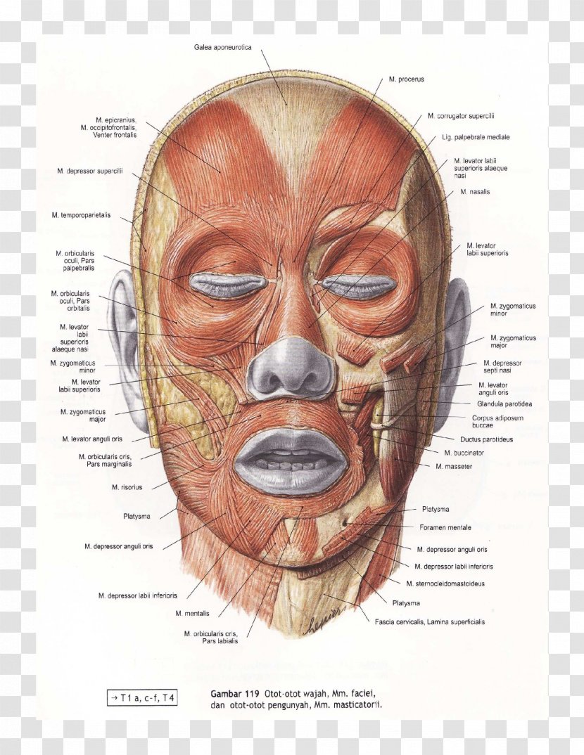 Orbicularis Oculi Muscle Facial Muscles Zygomaticus Major Levator Anguli Oris - Neck - Face Transparent PNG