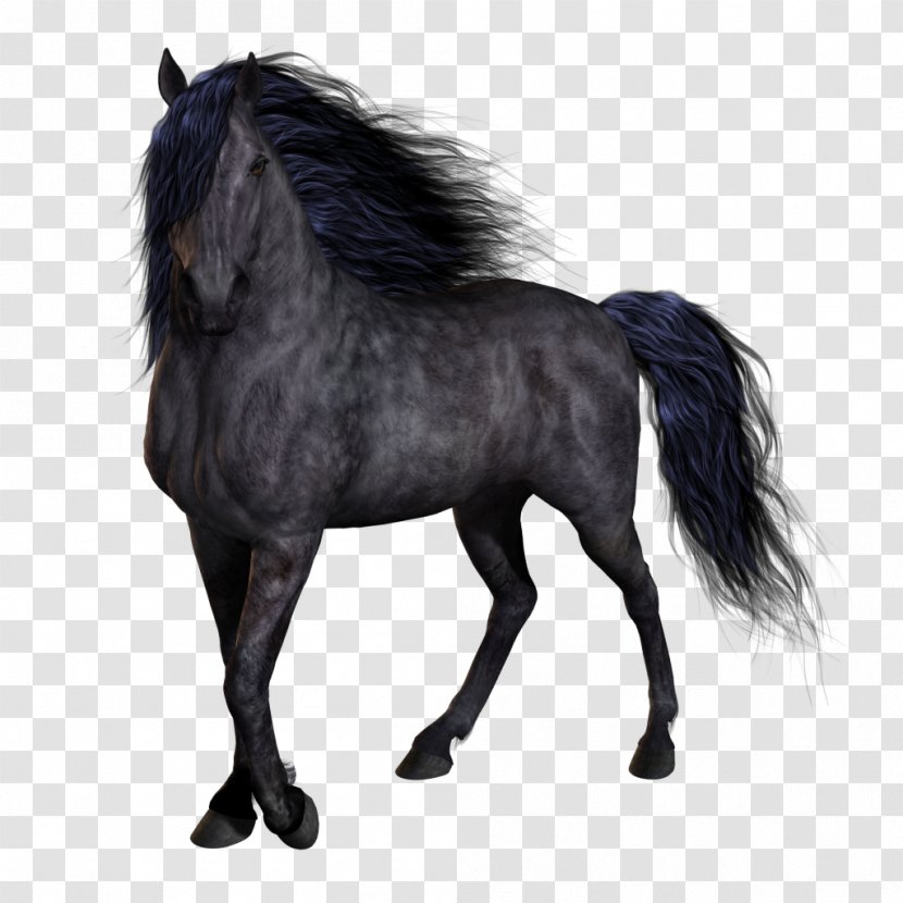 Horse Pony - Like Mammal Transparent PNG