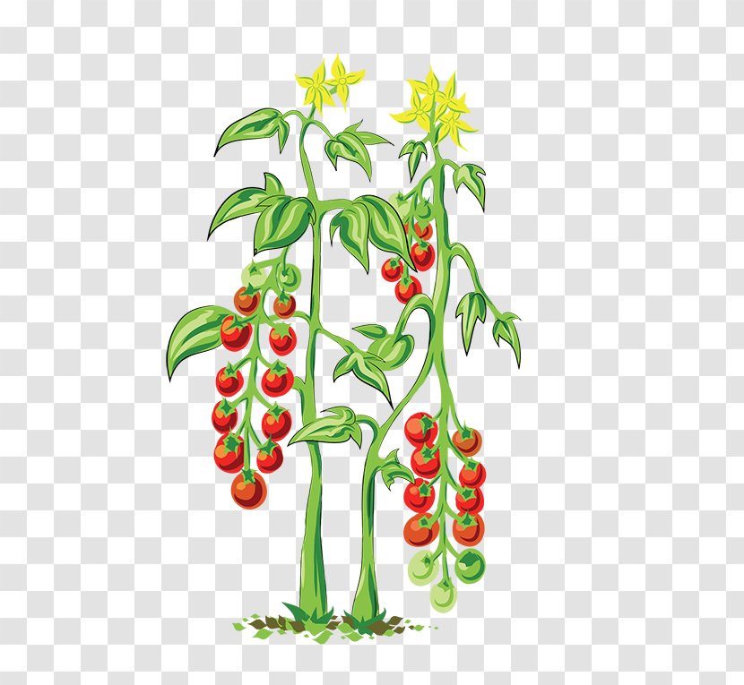Greenify Cherry Tomato Flowerpot Plant Vegetable - Flower Transparent PNG