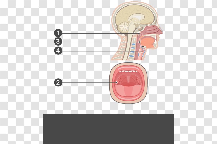 Adenoid Palatine Tonsil Pharynx Anatomy - Frame - Nasal Epithelial Cells Transparent PNG