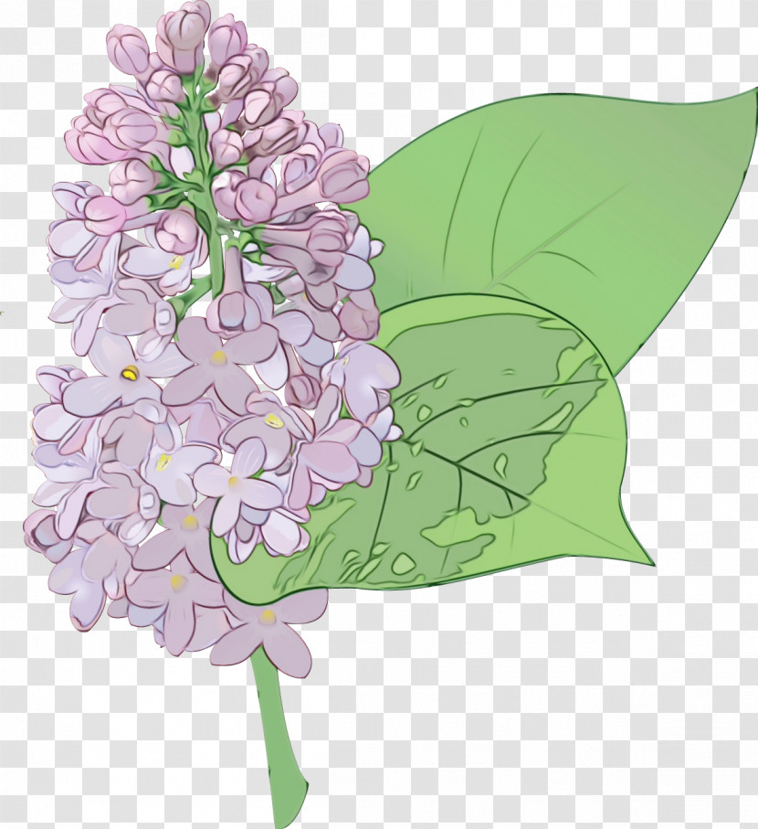 Flower Lilac Lilac Plant Lilac Transparent PNG
