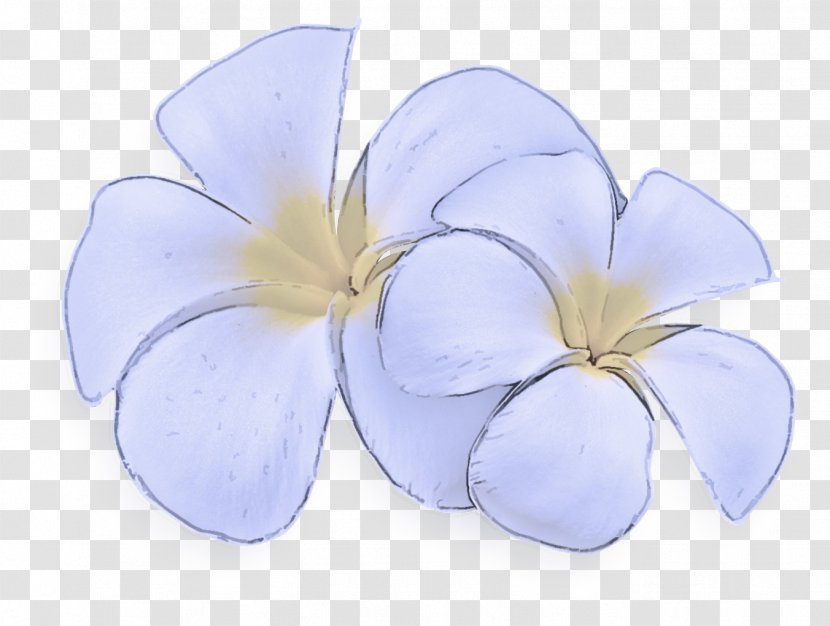 Petal Flower Frangipani Plant Flowering - Morning Glory Impatiens Transparent PNG