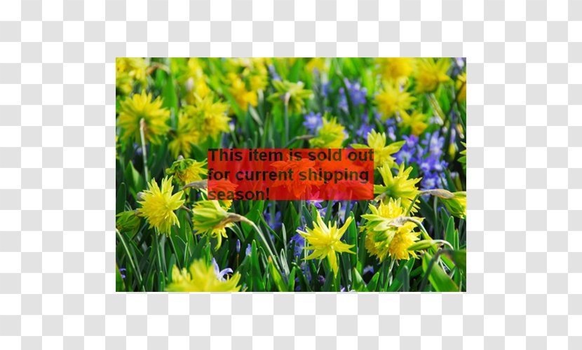 Daffodil Narcissus Gardening Bulb Rock Garden Transparent PNG