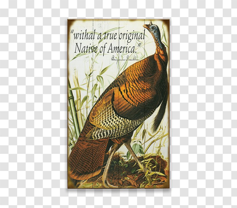 The Birds Of America Turkey Galliformes National Audubon Society - Bird Transparent PNG