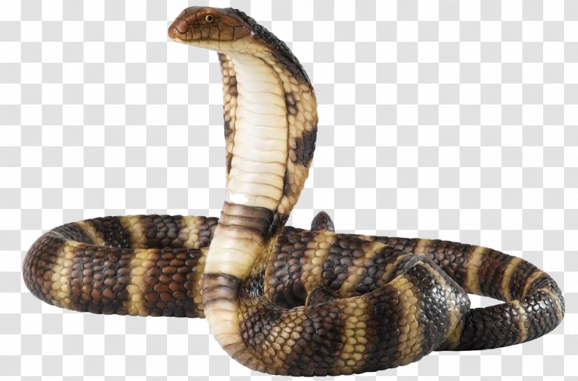 Venomous Snake Reptile King Cobra - Blacknecked Spitting Transparent PNG