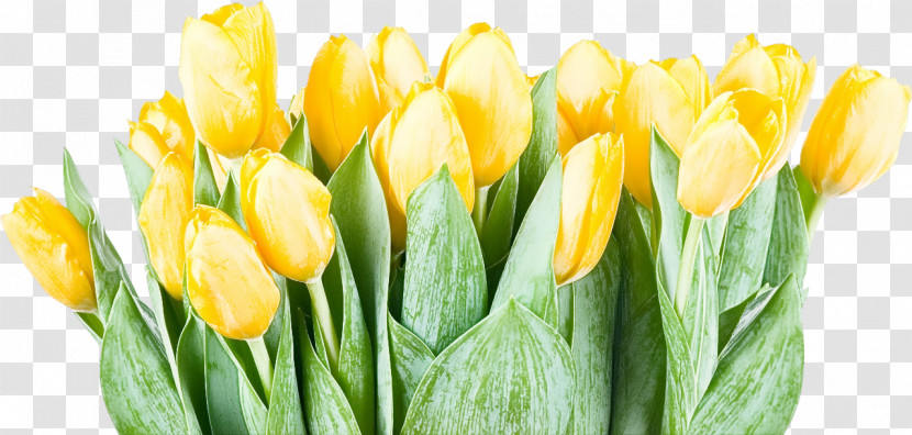 Flower Yellow Petal Tulip Plant Transparent PNG