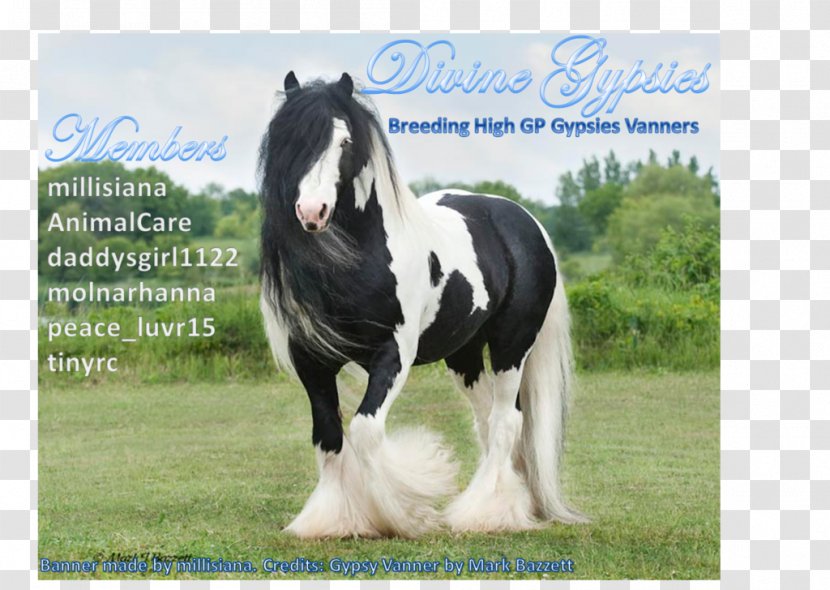 Gypsy Horse Clydesdale Shire Cob Icelandic - Grass - Howrse Transparent PNG