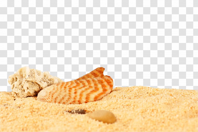 Sand Seashell Desktop Metaphor Wallpaper - Beach Transparent PNG