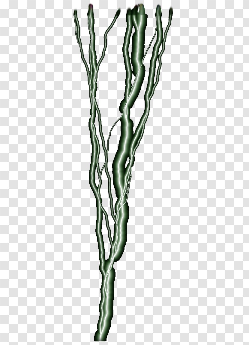 Twig Flowering Plant Stem H&M - Organism - Lightning Effect Transparent PNG