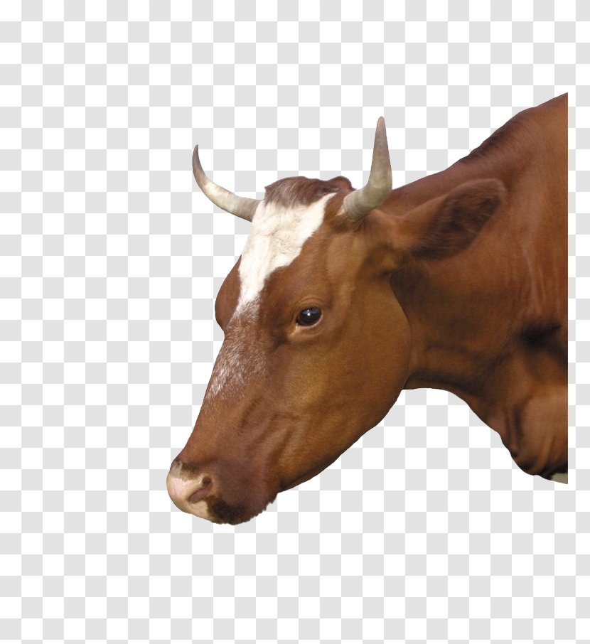 Calf Dairy Cattle Ox Eid Al-Adha Bayram - Bull Transparent PNG