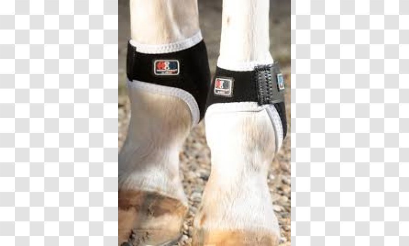 Horse Fetlock Joint Splint Boots Magnetic - Gel Transparent PNG