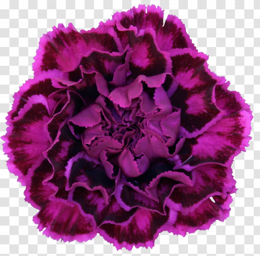 Carnation Flower Violet Purple Dianthus Chinensis - White - Flowers Transparent PNG