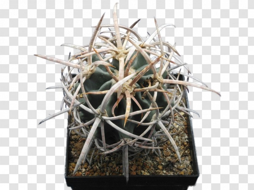 Echinocactus Polycephalus Copiapoa Strombocactus Disciformis Turbinicarpus Pseudomacrochele - Cactus Transparent PNG