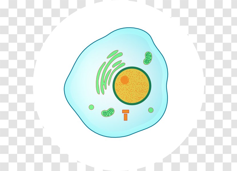 Prophase Interphase Mitosis Metaphase G1 Phase - Tableware Transparent PNG