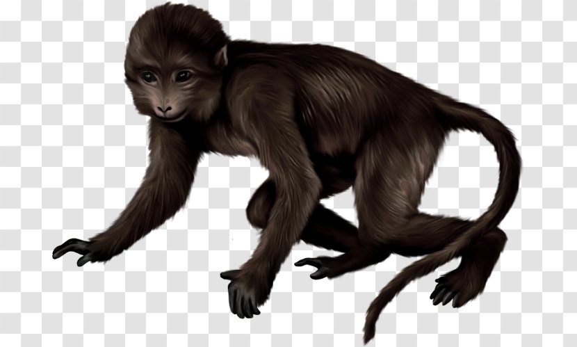 Macaque Primate Monkey Clip Art Drawing Transparent PNG