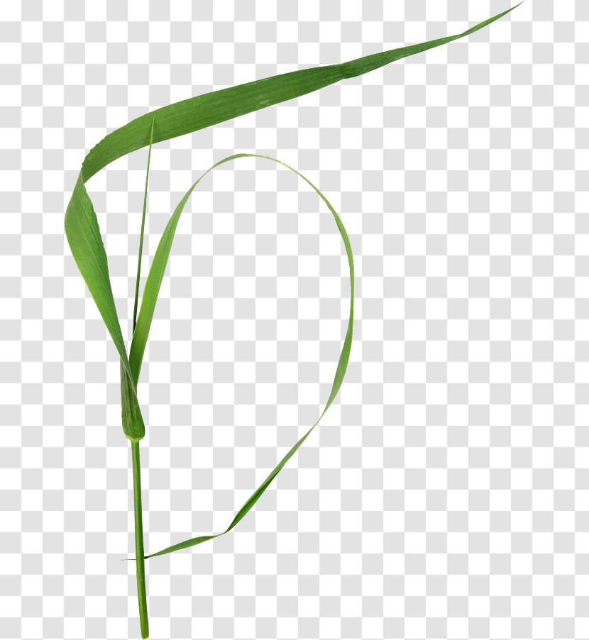 Plant Stem Grasses Clip Art - Material - Grass Transparent PNG