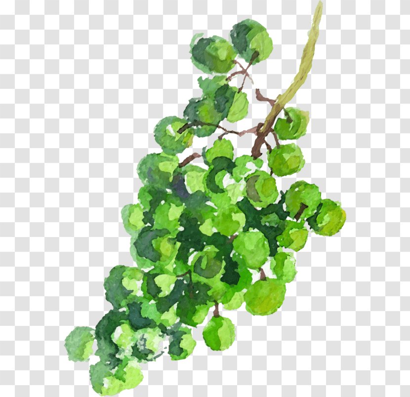 Grape Green Image Watercolor Painting Drawing - Fruit - Raisins Feuilles Transparent PNG