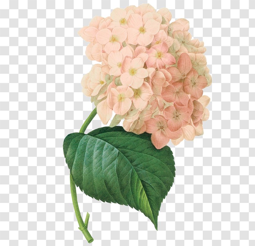 French Hydrangea Clip Art Climbing Illustration - Beau Watercolor Transparent PNG