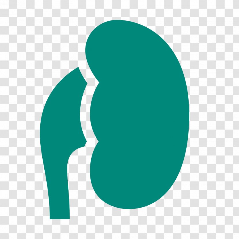 Clip Art - Turquoise - Kidney Transparent PNG