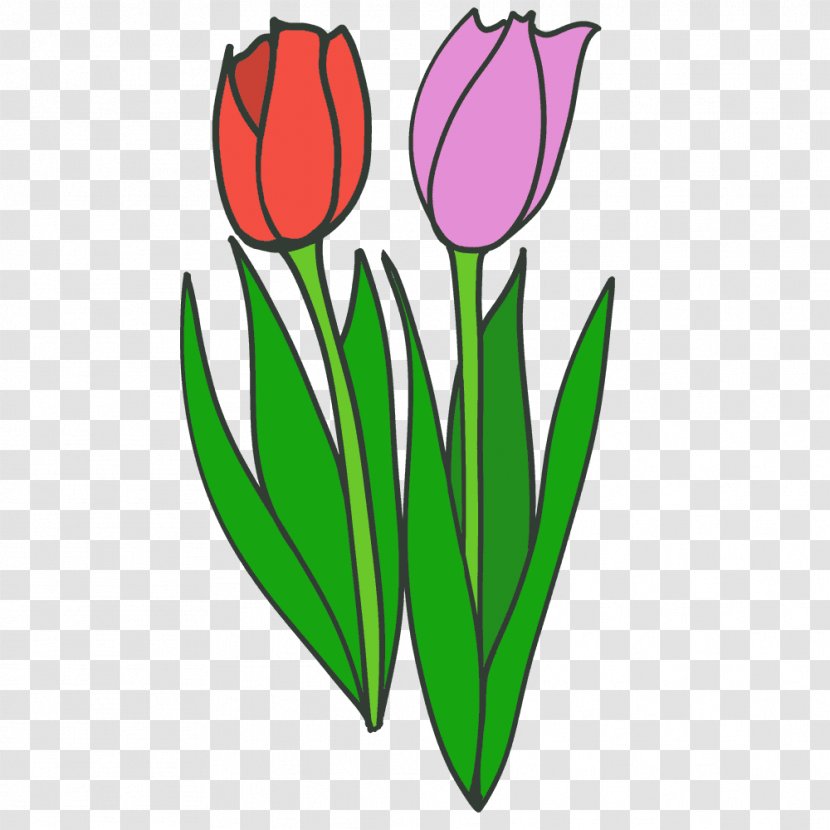 Tulip Cut Flowers Illustration Plant Stem - Seed - Leaf Transparent PNG