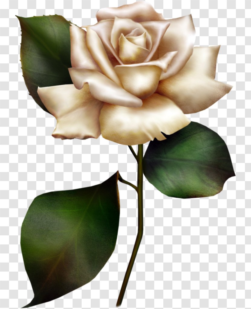 Painted White Rose Clipart - Black And - Still Life Photography Transparent PNG