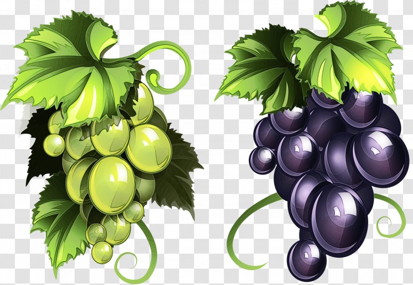 Grape Leaves Grapevine Family Leaf Fruit - Food Vitis Transparent PNG