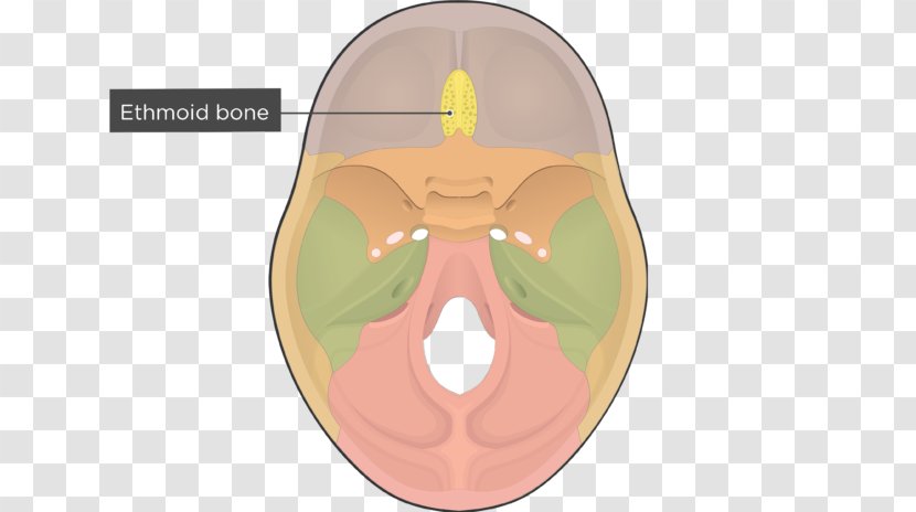 Ethmoid Bone Skull Sphenoid Cranial Cavity - Silhouette - And Transparent PNG