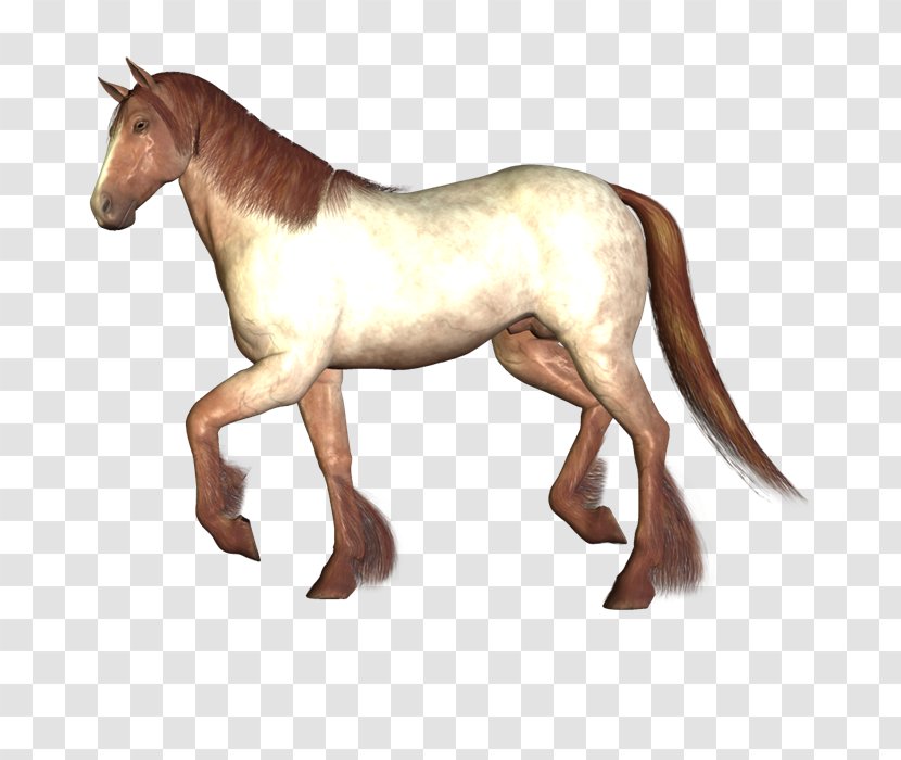 Morgan Horse Hackney Pony Animaatio - Livestock Transparent PNG