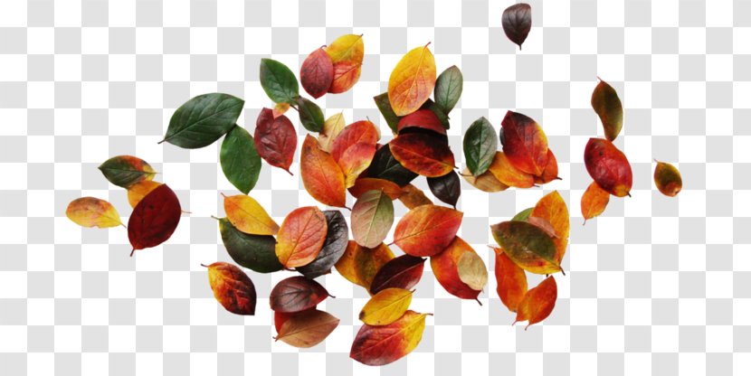 Clip Art Autumn Leaves Image Graphic Design - Leaf Transparent PNG