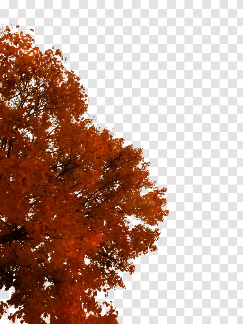 Tree Autumn Branch - Sky - Fall Transparent PNG