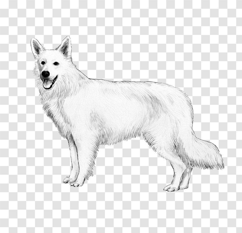 Berger Blanc Suisse White Shepherd Canadian Eskimo Dog Breed American - Chow Transparent PNG