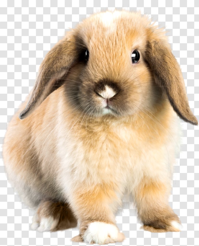 Holland Lop Mini French Dwarf Rabbit - Domestic Transparent PNG