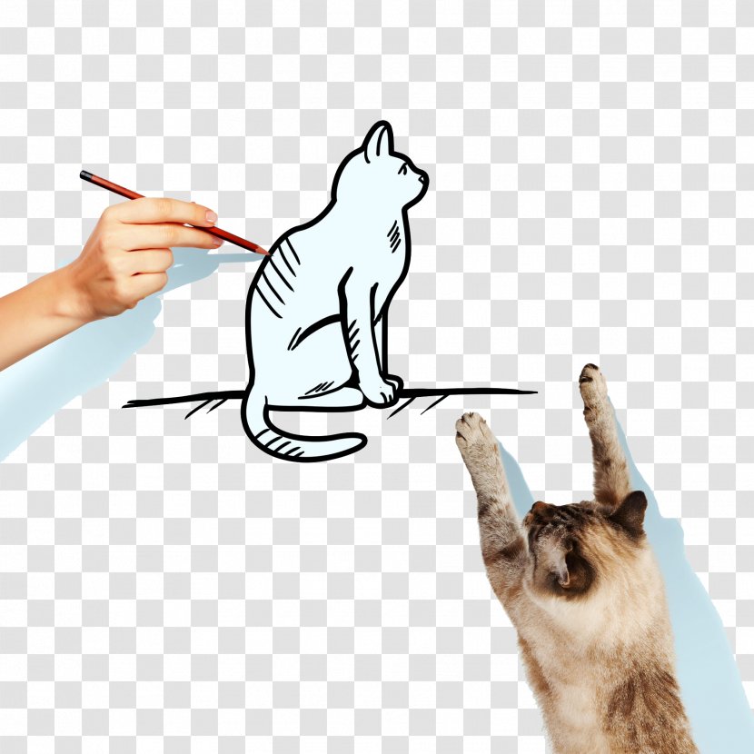 Siamese Cat Kitten Food Illustration - Stock Photography - Hand Painted Transparent PNG