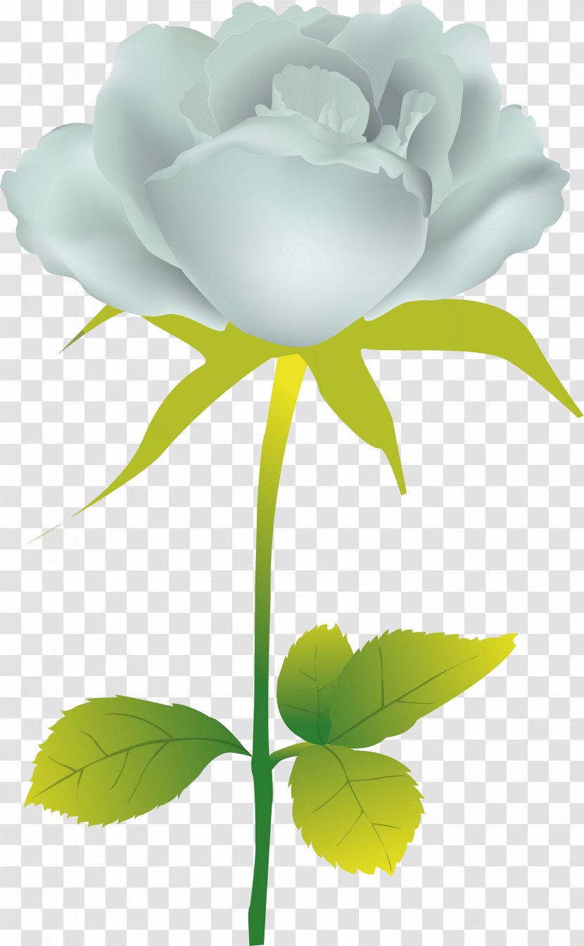 Garden Roses Illustration Vector Graphics Clip Art Desktop Wallpaper - Chinese Peony - Flower Transparent PNG
