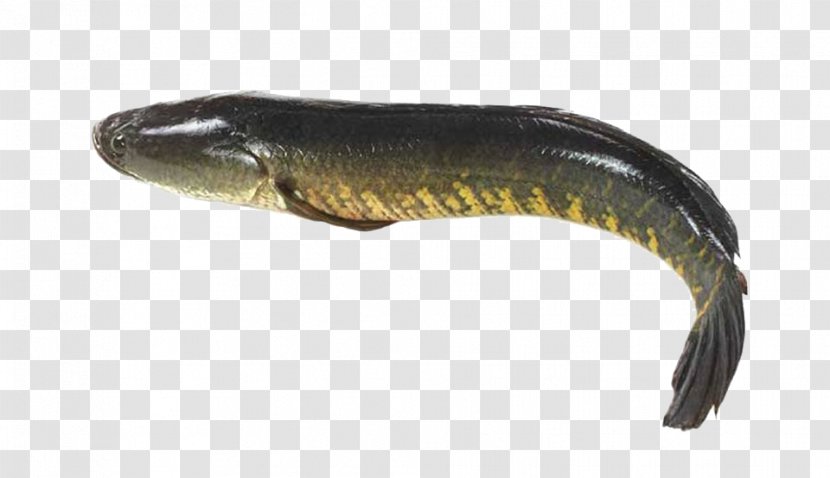 Giant Snakehead Murrel Fishes Of The World Northern - Fish Transparent PNG