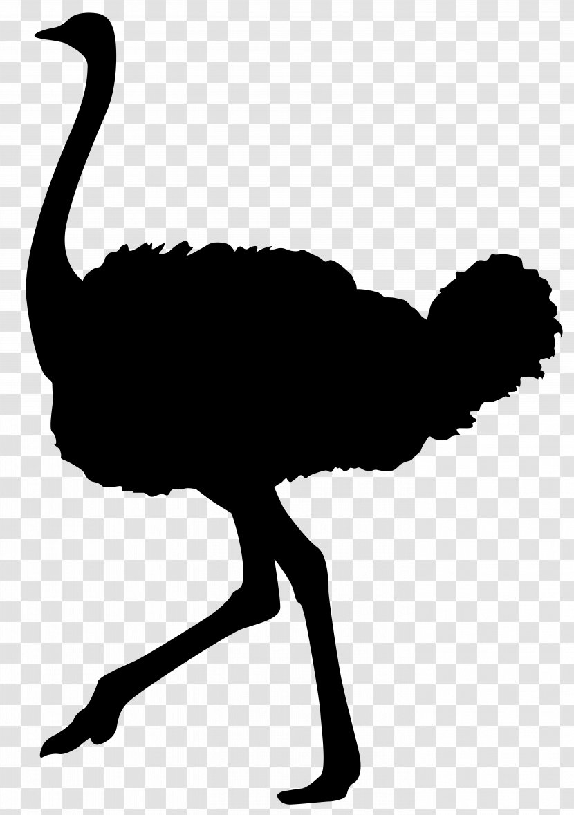 Common Ostrich Bird Silhouette - Ratite - Animal Silhouettes Transparent PNG