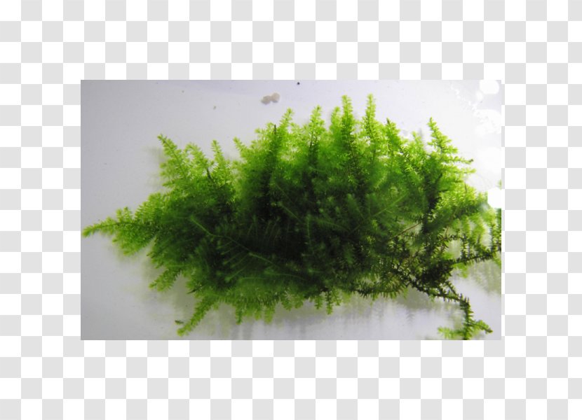 Moss Aquatic Plants Aquarium Shoot Stone - Plant Transparent PNG