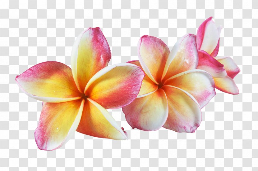 Frangipani Flower Euclidean Vector Watercolor Painting - Plant - Pretty Pull Material Free Transparent PNG