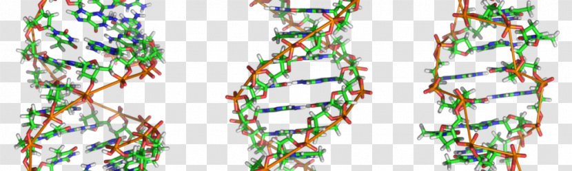 Z-DNA Nucleic Acid Double Helix Genome A-DNA - Genetic Testing - Human Transparent PNG