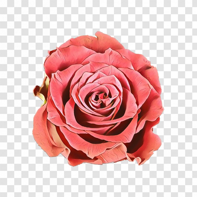 Garden Roses Cabbage Rose Floribunda Cut Flowers - Flower Bouquet Transparent PNG