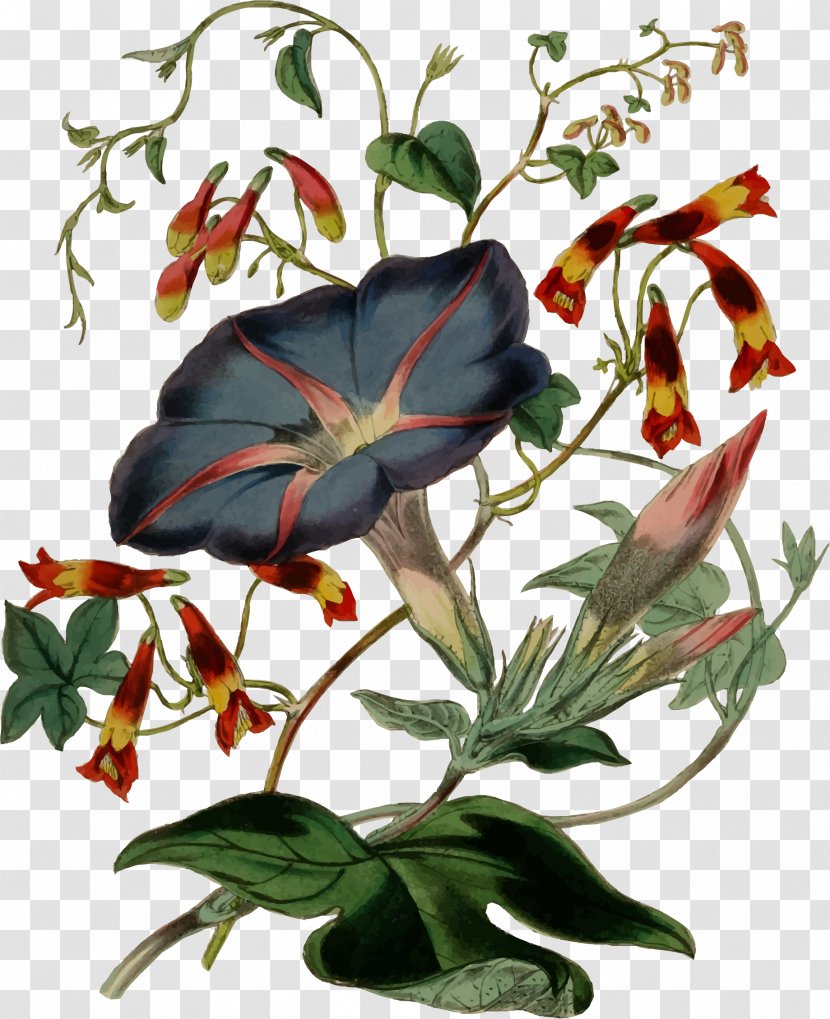 Flower Clip Art - Plant - Illustration Transparent PNG